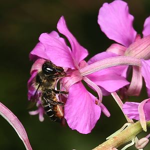 Megachile lapponica, W Megachile lapponica, W