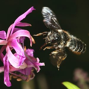 Megachile lapponica, W Megachile lapponica, W