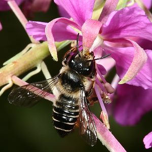 Megachile lapponica, W Megachile lapponica, W