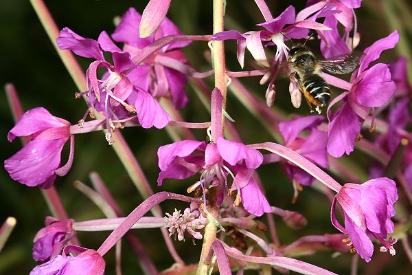 Megachile lapponica, W Megachile lapponica, W