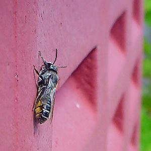 Megachile lapponica, W Megachile lapponica, W