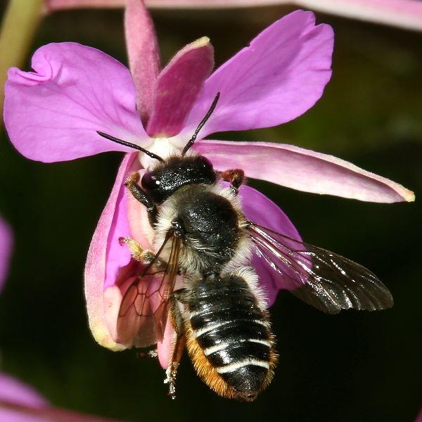 Megachile lapponica, W