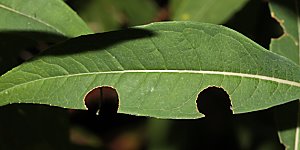 Megachile lapponica: Blätter mit Ausschnitten
