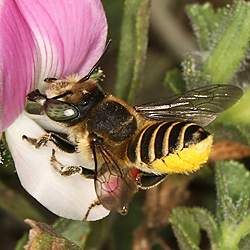 Megachile leachella, W (17.7.2018, Nix) Megachile leachella, W