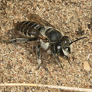Megachile leachella, W