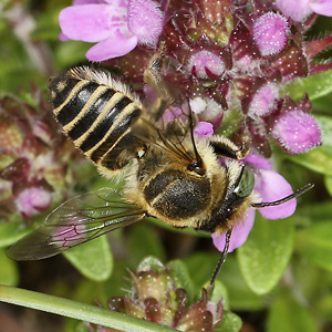 Megachile leachella, W