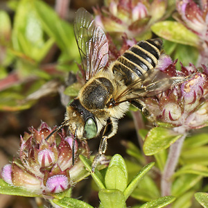 Megachile leachella, W