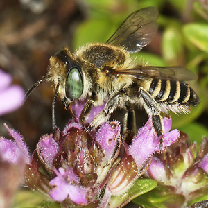 Megachile leachella, M