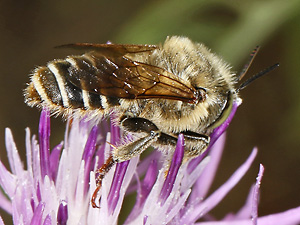 Megachile leachella, M