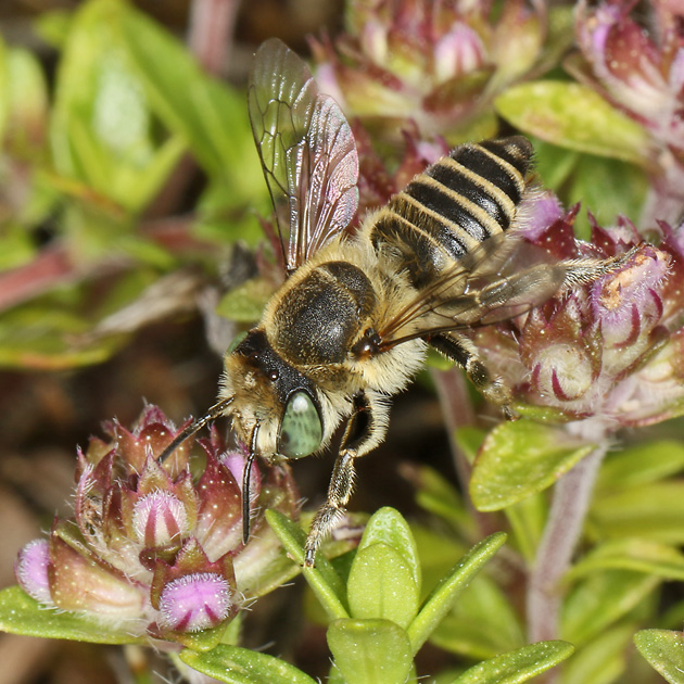 Megachile dorsalis/leachella, W