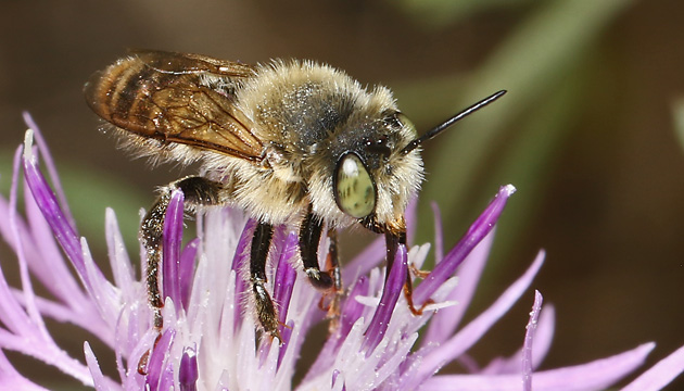 Megachile dorsalis/leachella, M