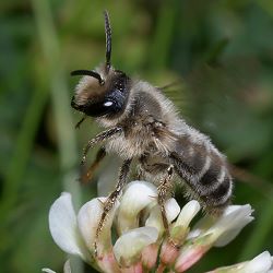 Sägehornbiene Melitta leporina, M Sägehornbiene Melitta leporina, M