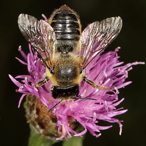 Megachile ligniseca, W