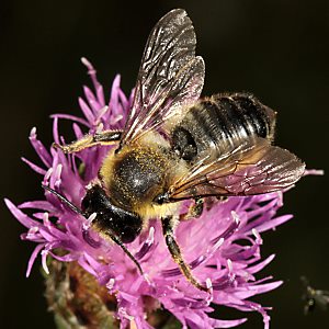 Megachile ligniseca, W