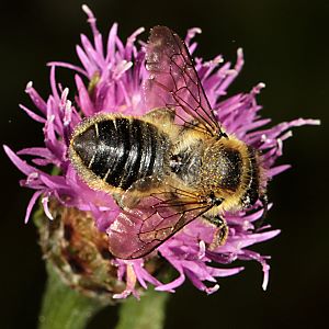 Megachile ligniseca, W