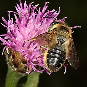 Megachile ligniseca, W