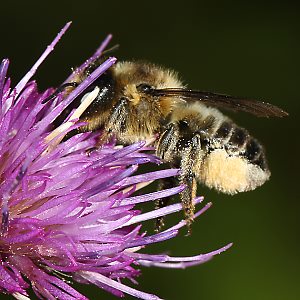 Megachile ligniseca, W