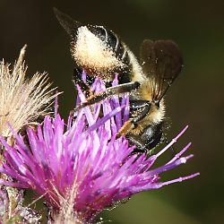 Megachile ligniseca, W