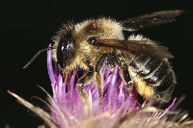 Megachile ligniseca, W