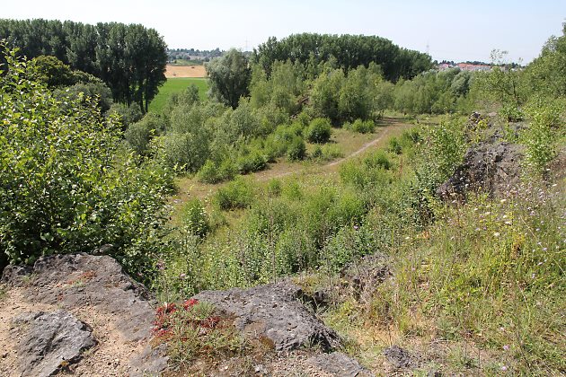 Steinbruch in Haan: Habitat von Megachile ligniseca