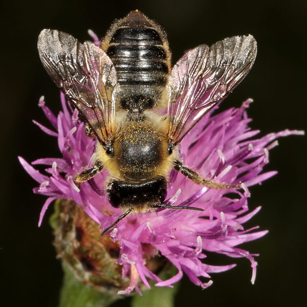Megachile ligniseca, W