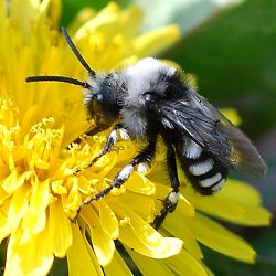 Trauerbiene: Melecta luctuosa Trauerbiene: Melecta luctuosa