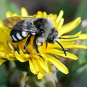 Melecta luctuosa, M Melecta luctuosa, M
