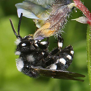 Melecta luctuosa, W Melecta luctuosa, W