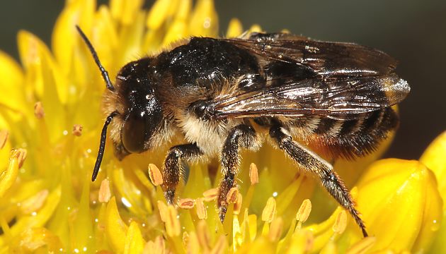 Megachile maritima, W