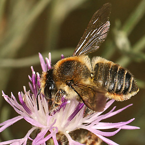 Megachile maritima, W