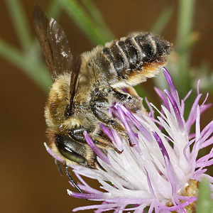 Megachile maritima, W