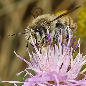 Megachile maritima, M