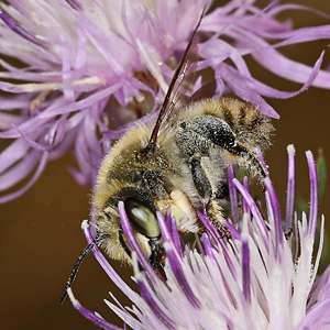 Megachile maritima, M