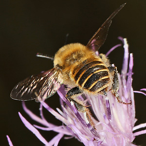 Megachile maritima, M