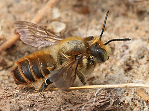 Megachile maritima, M