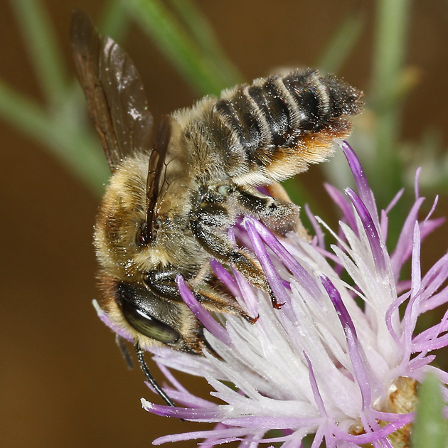 Megachile maritima, W