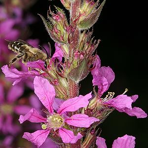 S&auml;gehornbiene Melitta nigricans, M