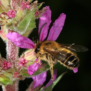 Melitta nigricans, M, an Lythrum salicaria