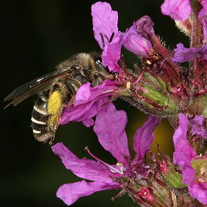 Melitta nigricans, W, an Lythrum salicaria