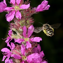 Melitta nigricans, W, im Fluge (1)