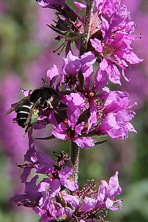 Melitta nigricans, W