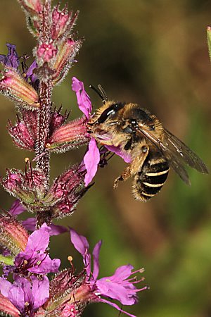 Melitta nigricans, W