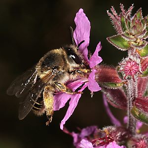 Melitta nigricans, W