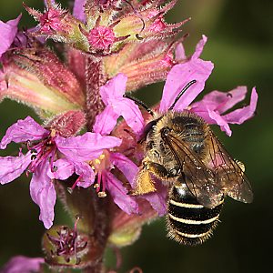 Melitta nigricans, W