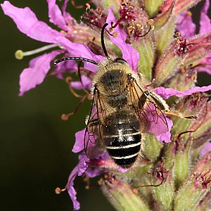 Melitta nigricans, M