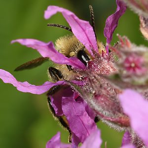 S&auml;gehornbiene Melitta nigricans, M