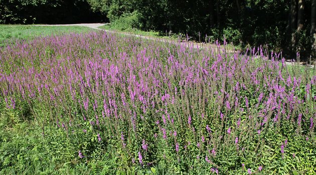 Futter-Habitat der S&auml;gehornbiene Melitta nigricans