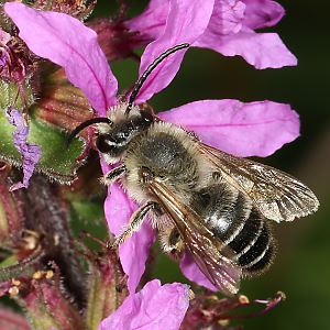 S&auml;gehornbiene Melitta nigricans, M