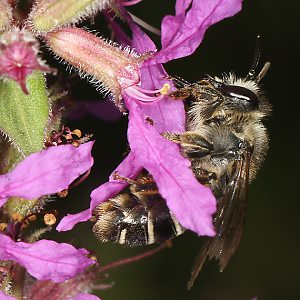 S&auml;gehornbiene Melitta nigricans, W