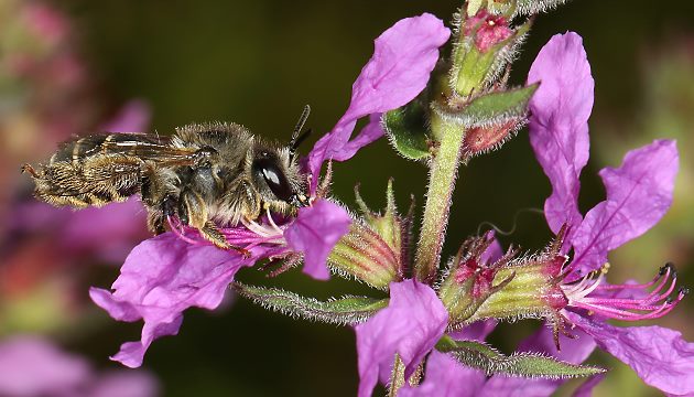 Melitta nigricans, W an Lythrum salicaria